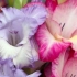 10 Dôležité pravidlá pre pestovanie gladioli
