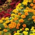 17 Letničky so žltými a oranžovými kvetmi - nechajte slnko do záhrady!