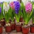 Hyacinth - pristátie a starostlivosť v vnútorných podmienkach