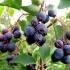 Užitočné vlastnosti a kontraindikácie receptov irg berry na zimu
