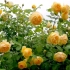 True angličanka - pionovid rose