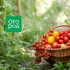 Najlepšie odrody paradajok 2020: výsledky roka od našich čitateľov