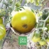 Najlepšie odrody zelených paradajok 2019, podľa našich čitateľov