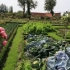 Nielen zelenina: dekoratívna záhrada sartresis estate