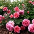 Funkcie rastúceho kríkových ruží