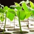 Zobrazenie sadeníc uhoriek, krok po krokovej triede s fotografiami