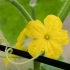 Prečo existuje jedna dutina -flower na uhorkách - 6 z najbežnejších dôvodov