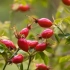 Užitočné vlastnosti rosehips