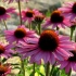 Zdravá kvetina echinacea pre záhradnú dekoráciu