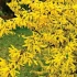 Reprodukcia forsythia