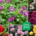 Ruže pre začiatočníkov gardeners: 10 populárnych odrôd