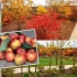 „Záhrada s červenaním“: jesenný triumf