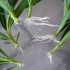 Metódy šírenia oleander doma