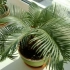 Cycas care doma