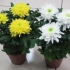 Chrysanthemum starostlivosť doma
