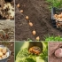 Ochrana zemiakov pred chrobákom pest pred pristátím
